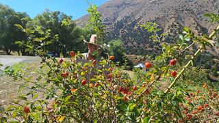 Dağların hazinesi! Mesai hızlandı 'Son demleri'
