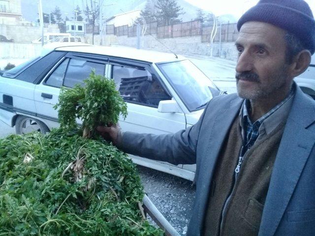 Hakkari’de pancar mevsimi başladı