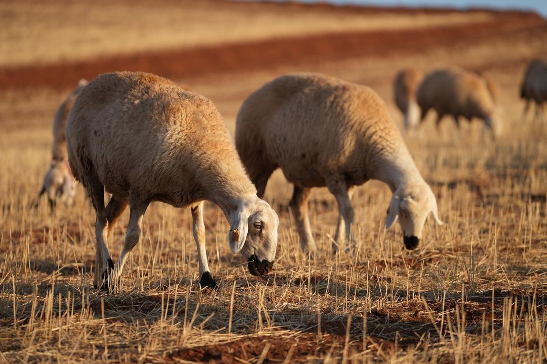 Kanalı vardı! Medyayı bırakıp köyde o işe başladı! Herkese tavsiye etti 7