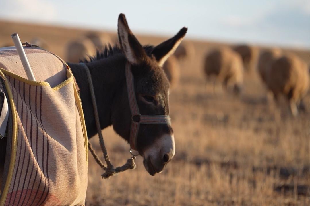 Kanalı vardı! Medyayı bırakıp köyde o işe başladı! Herkese tavsiye etti 1