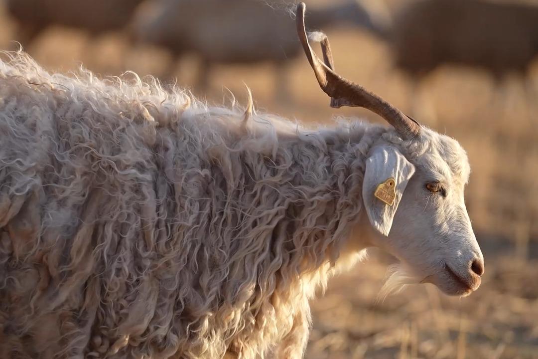 Kanalı vardı! Medyayı bırakıp köyde o işe başladı! Herkese tavsiye etti 8