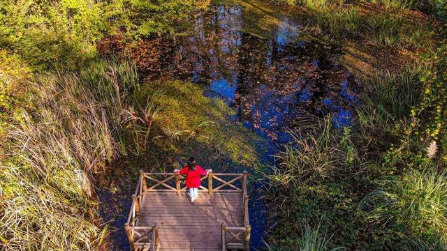 Ormanya sonbahar renkleriyle ziyaretçilerini ağırlıyor 3