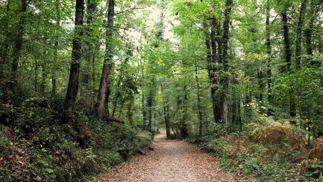Ormanya sonbahar renkleriyle ziyaretçilerini ağırlıyor