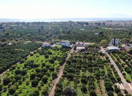 Beklenenden fazla oldu! Büyükşehir ve yurt dışına gönderiliyor