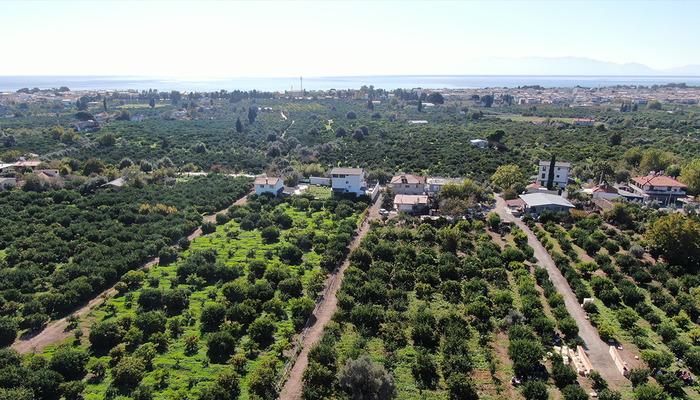 Beklenenden fazla oldu! Büyükşehir ve yurt dışına gönderiliyor