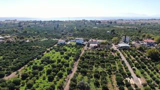 Beklenenden fazla oldu! Büyükşehir ve yurt dışına gönderiliyor