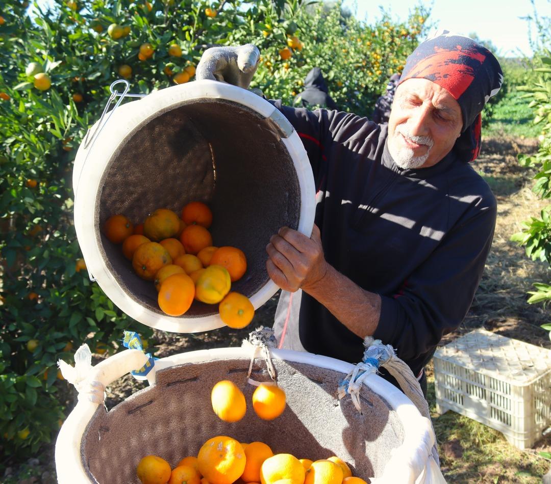 Beklenenden fazla oldu! Büyükşehir ve yurt dışına gönderiliyor 4