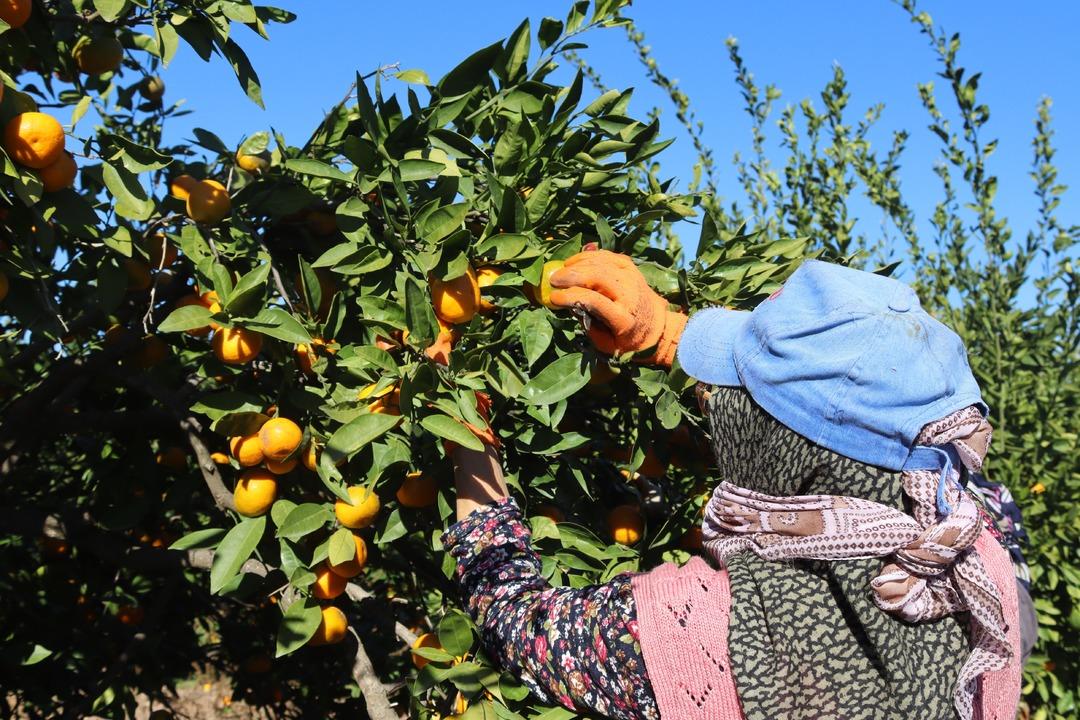 Beklenenden fazla oldu! Büyükşehir ve yurt dışına gönderiliyor 5