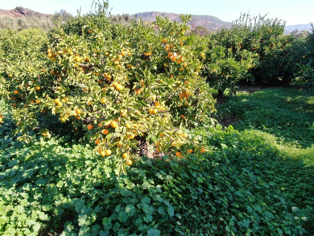 Beklenenden fazla oldu! Büyükşehir ve yurt dışına gönderiliyor 6