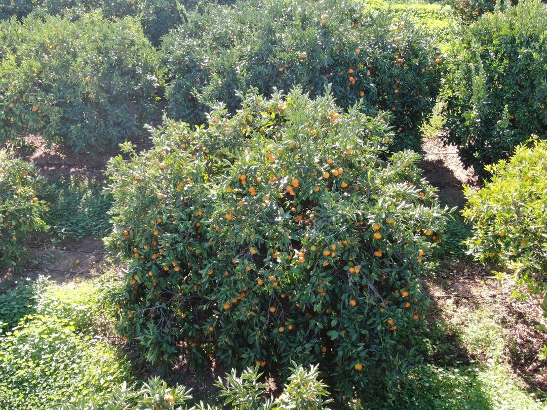 Beklenenden fazla oldu! Büyükşehir ve yurt dışına gönderiliyor 7