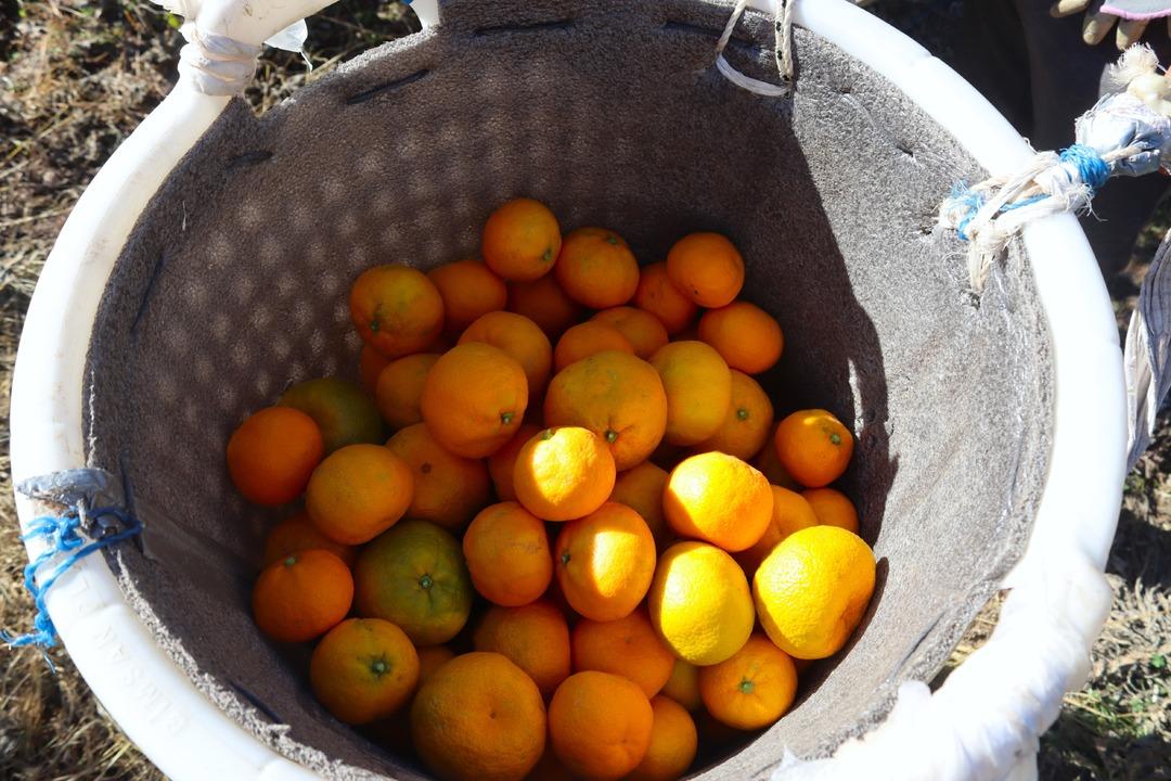 Beklenenden fazla oldu! Büyükşehir ve yurt dışına gönderiliyor 10