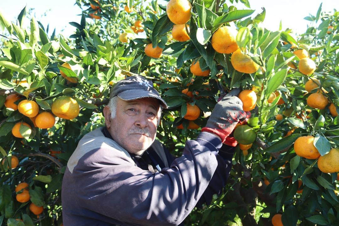 Beklenenden fazla oldu! Büyükşehir ve yurt dışına gönderiliyor 11