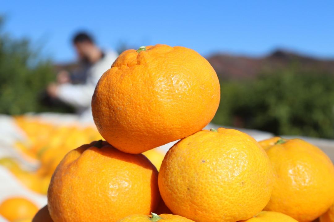 Beklenenden fazla oldu! Büyükşehir ve yurt dışına gönderiliyor 12