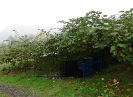 Hepsini söküp onu dikmişlerdi 'Getirisi daha yüksek! 3 kat fazla' Tek sorun var