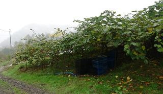 Hepsini söküp onu dikmişlerdi 'Geliri 3 kat fazla' Tek sorun...