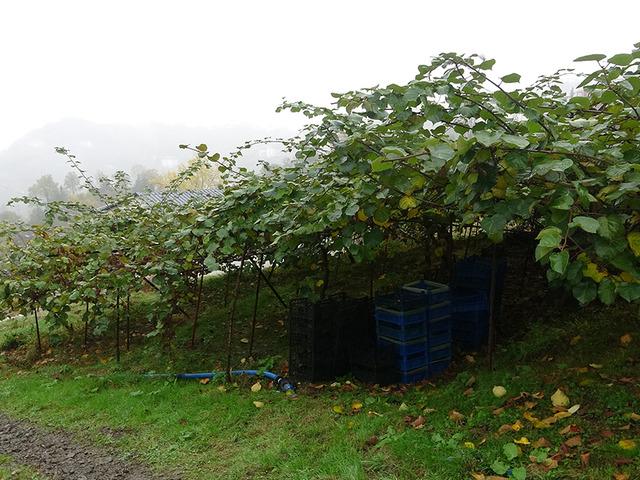 Hepsini söküp onu dikmişlerdi 'Getirisi daha yüksek! 3 kat fazla' Tek sorun var