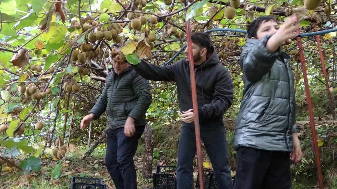 Hepsini söküp onu dikmişlerdi Getirisi daha yüksek! 3 kat fazla Tek sorun var 1