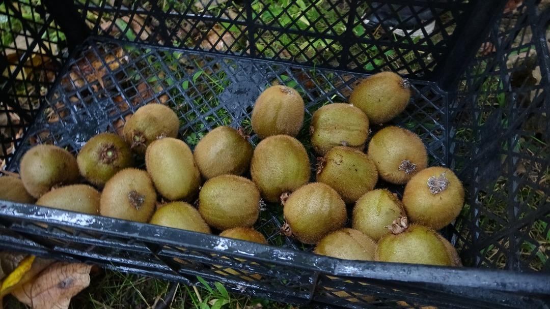 Hepsini söküp onu dikmişlerdi Getirisi daha yüksek! 3 kat fazla Tek sorun var 2