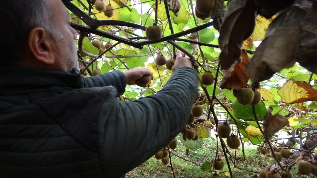 Hepsini söküp onu dikmişlerdi Getirisi daha yüksek! 3 kat fazla Tek sorun var 3
