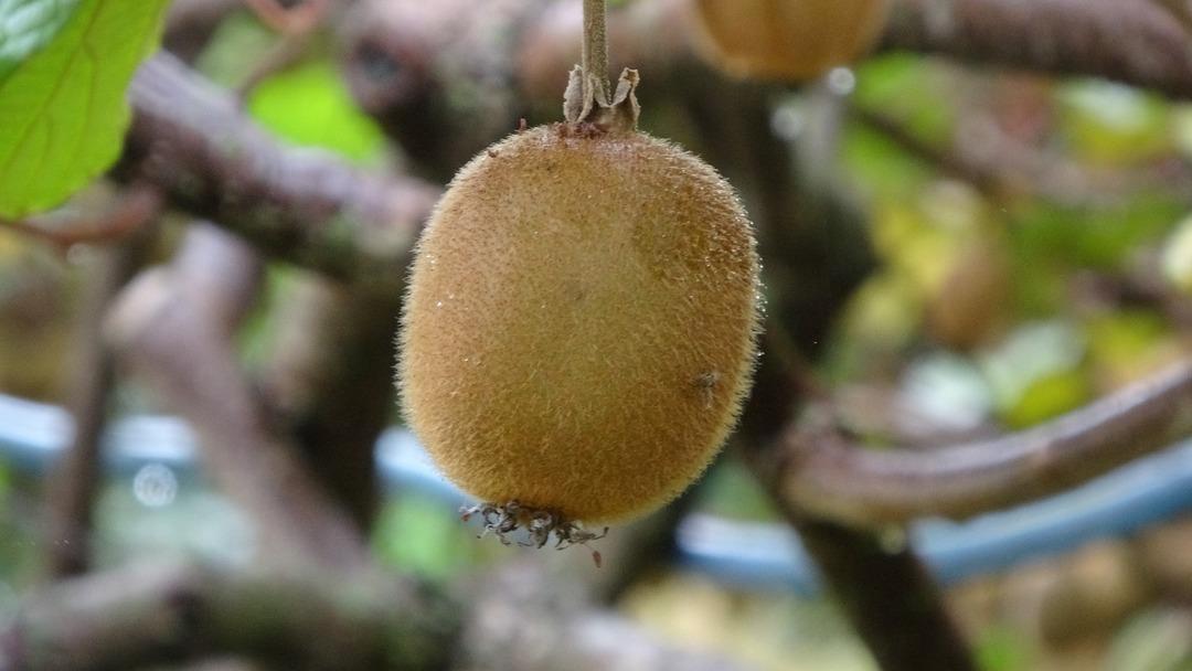 Hepsini söküp onu dikmişlerdi Getirisi daha yüksek! 3 kat fazla Tek sorun var 5