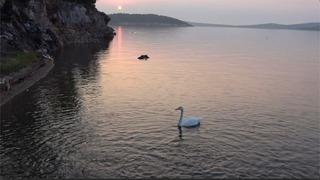 Ayvalık'ta sevimli kuğu Paşa Limanı'nın simgesi oldu