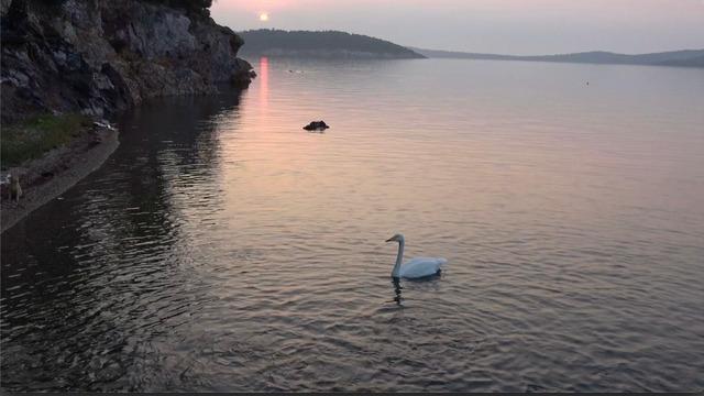 Ayvalık'ta sevimli kuğu Paşa Limanı'nın simgesi oldu