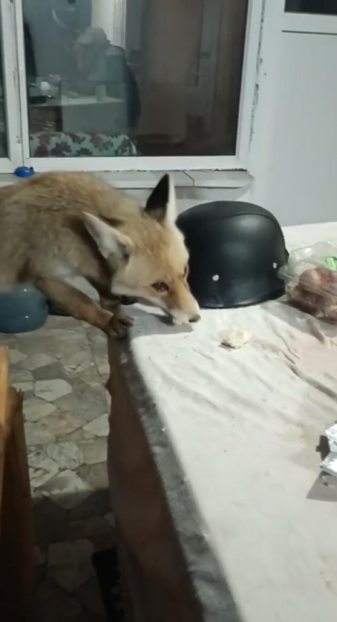 Evinin bah&ccedil;esine girdiklerini g&ouml;r&uuml;nce dayanamadı... Tilkileri eliyle besledi! 2