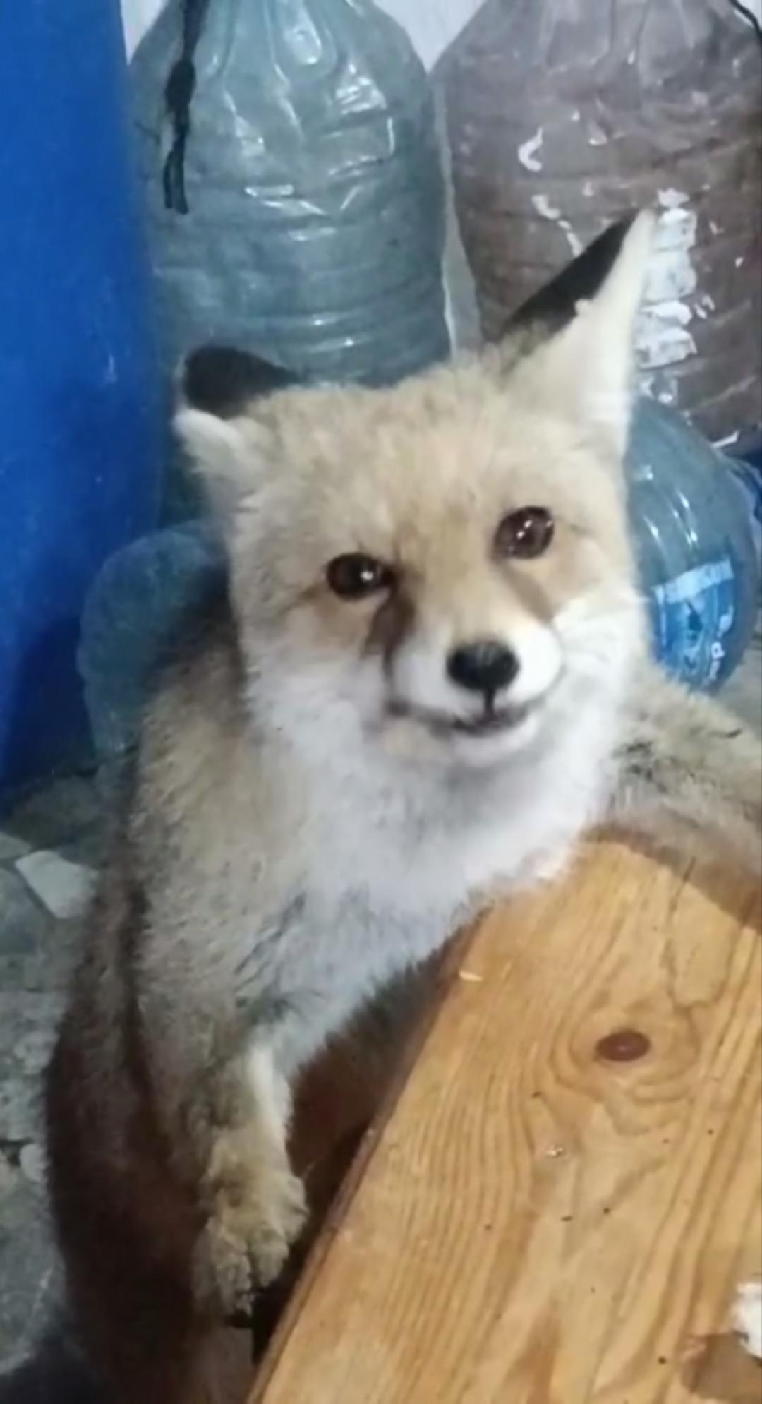 Evinin bah&ccedil;esine girdiklerini g&ouml;r&uuml;nce dayanamadı... Tilkileri eliyle besledi! 1