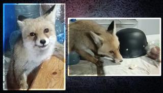 Evinin bahçesine girdiler... Dayanamadı, besledi