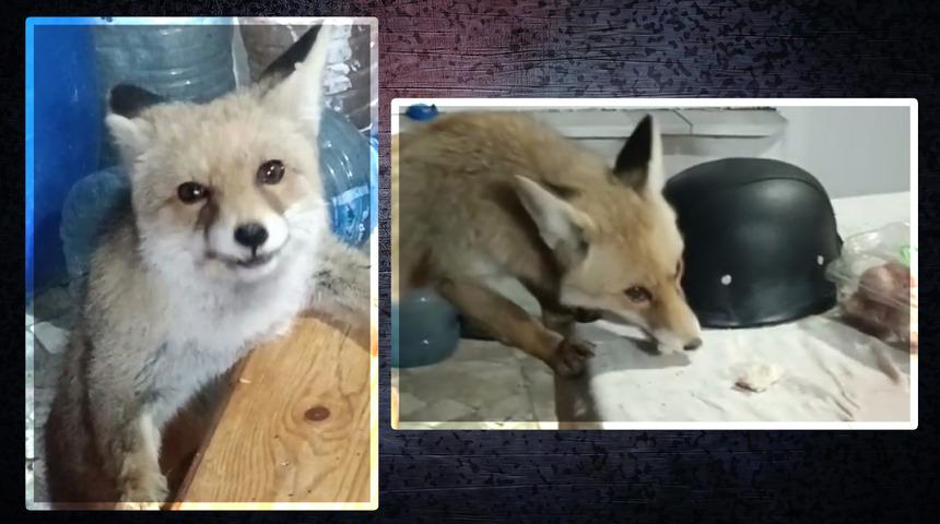 Evinin bah&ccedil;esine girdiklerini g&ouml;r&uuml;nce dayanamadı... Tilkileri eliyle besledi!