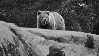Japonya'da alışveriş merkezine giren ayı öldürüldü