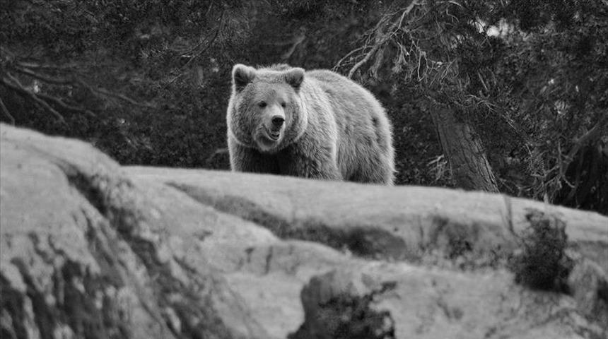 Japonya'da alışveriş merkezine giren ayı elektroşok tabancasıyla &ouml;ld&uuml;r&uuml;ld&uuml;