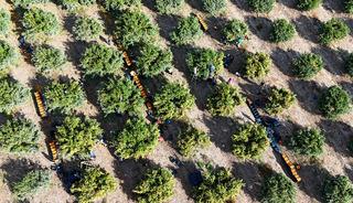 Kilosu 3 TL'ye kadar düştü! İşçilerin greviyle dalında kaldı