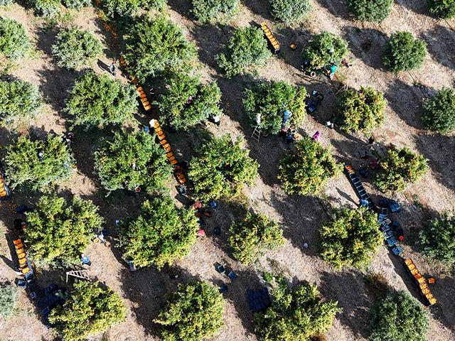 Kilosu 3 TL'ye düştü! İşçilerin grevi ile dalında kaldı