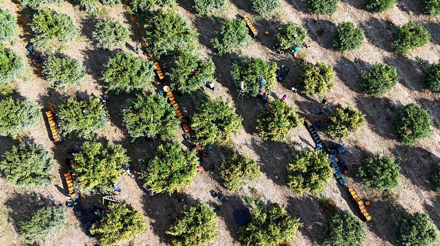 Kilosu 3 TL'ye kadar düştü! İşçilerin greviyle dalında kaldı