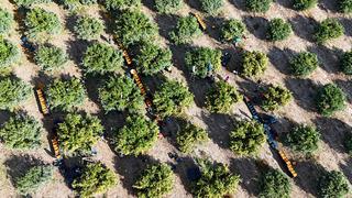 Kilosu 3 TL'ye düştü! İşçilerin grevi ile dalında kaldı