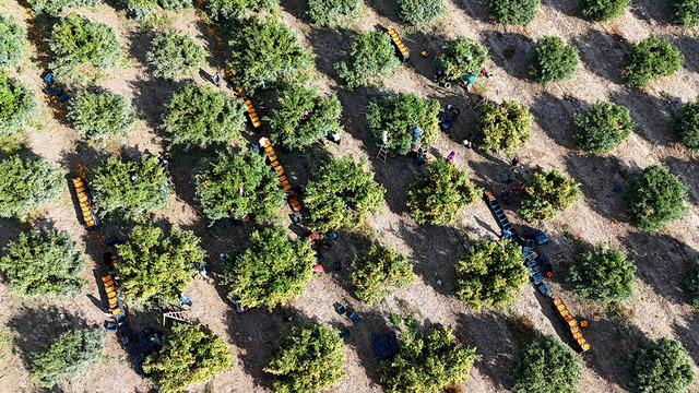 Kilosu 3 TL'ye düştü! İşçilerin grevi ile dalında kaldı