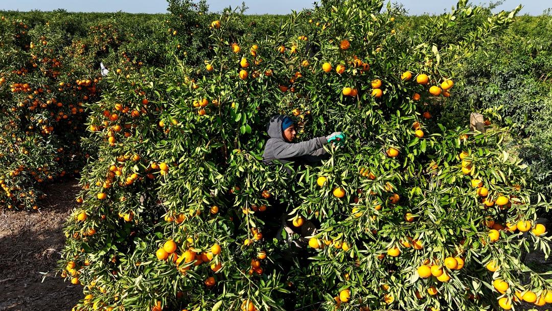 Kilosu 3 TL ye kadar düştü! İşçilerin greviyle dalında kaldı 3