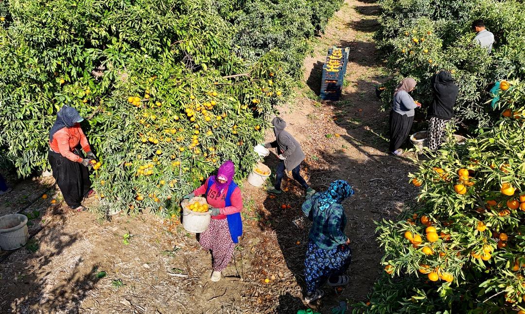 Kilosu 3 TL ye kadar düştü! İşçilerin greviyle dalında kaldı 4