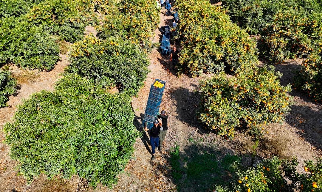 Kilosu 3 TL ye kadar düştü! İşçilerin greviyle dalında kaldı 6