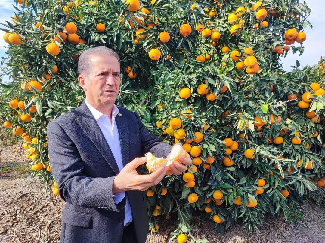 Kilosu 3 TL ye kadar düştü! İşçilerin greviyle dalında kaldı 5