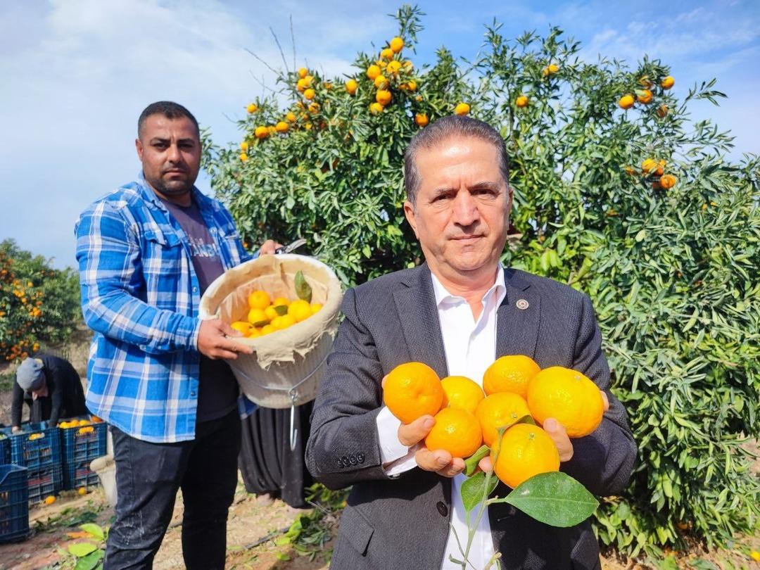 Kilosu 3 TL ye kadar düştü! İşçilerin greviyle dalında kaldı 2