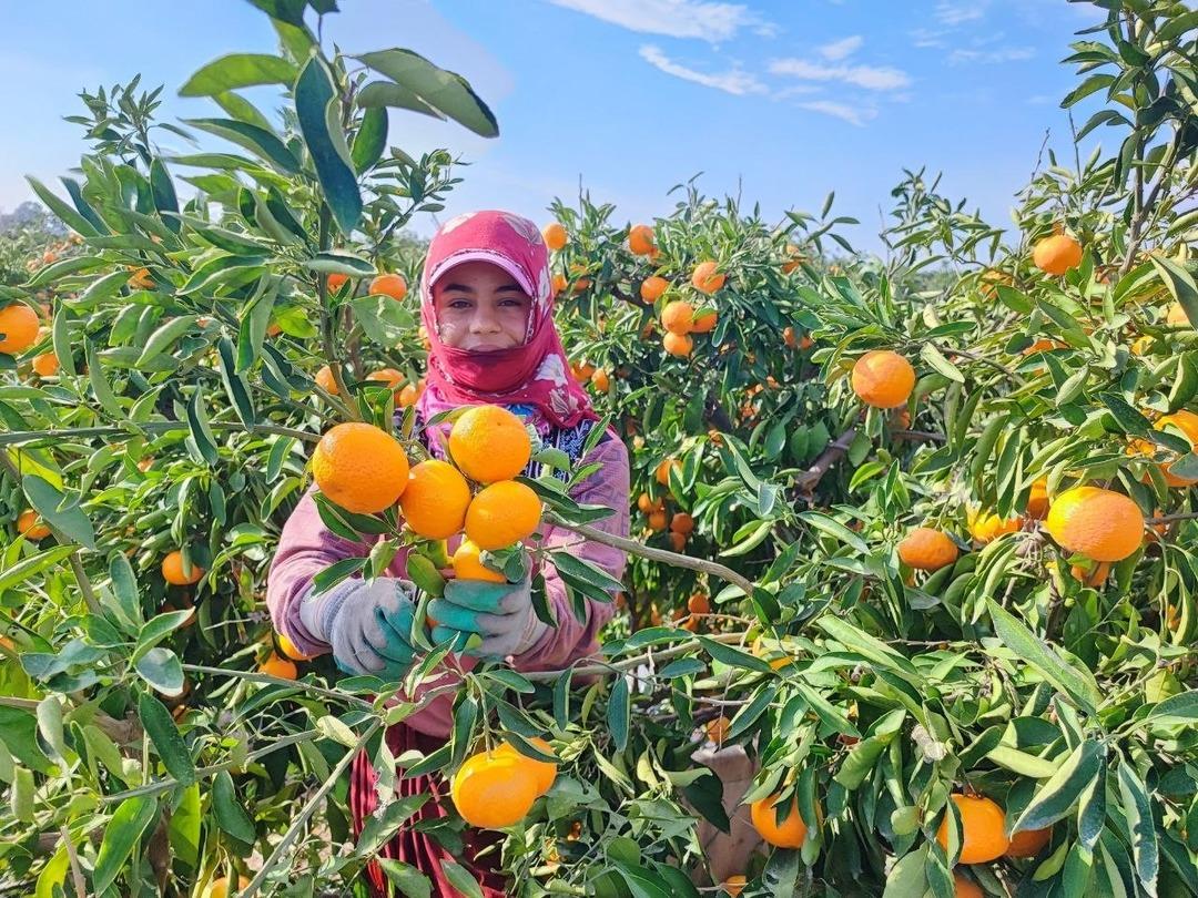 Kilosu 3 TL ye kadar düştü! İşçilerin greviyle dalında kaldı 7