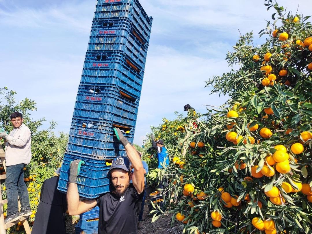 Kilosu 3 TL ye kadar düştü! İşçilerin greviyle dalında kaldı 1