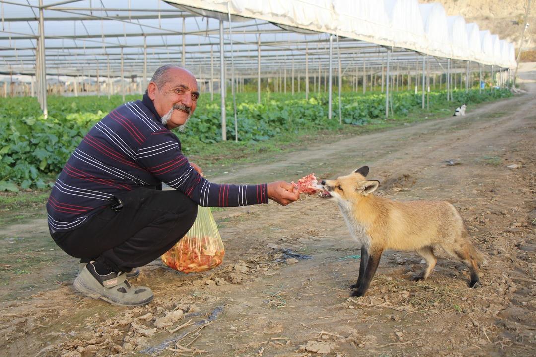 Küs kardeşlerin yarışı: Biri tilkilere özel mangal yaktı, diğeri pasta yaptırdı!  1