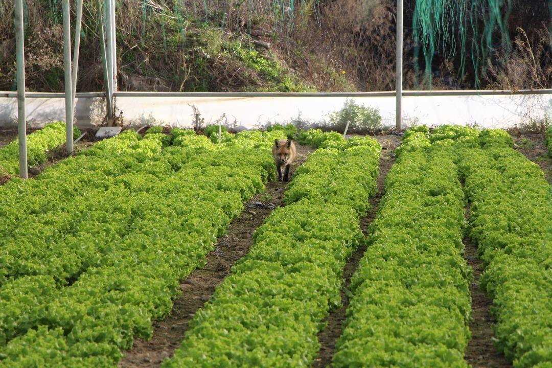 Küs kardeşlerin yarışı: Biri tilkilere özel mangal yaktı, diğeri pasta yaptırdı!  2