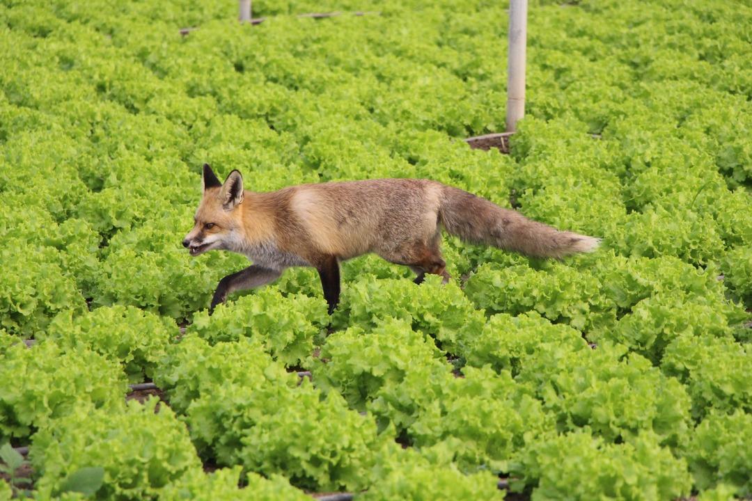 Küs kardeşlerin yarışı: Biri tilkilere özel mangal yaktı, diğeri pasta yaptırdı!  3
