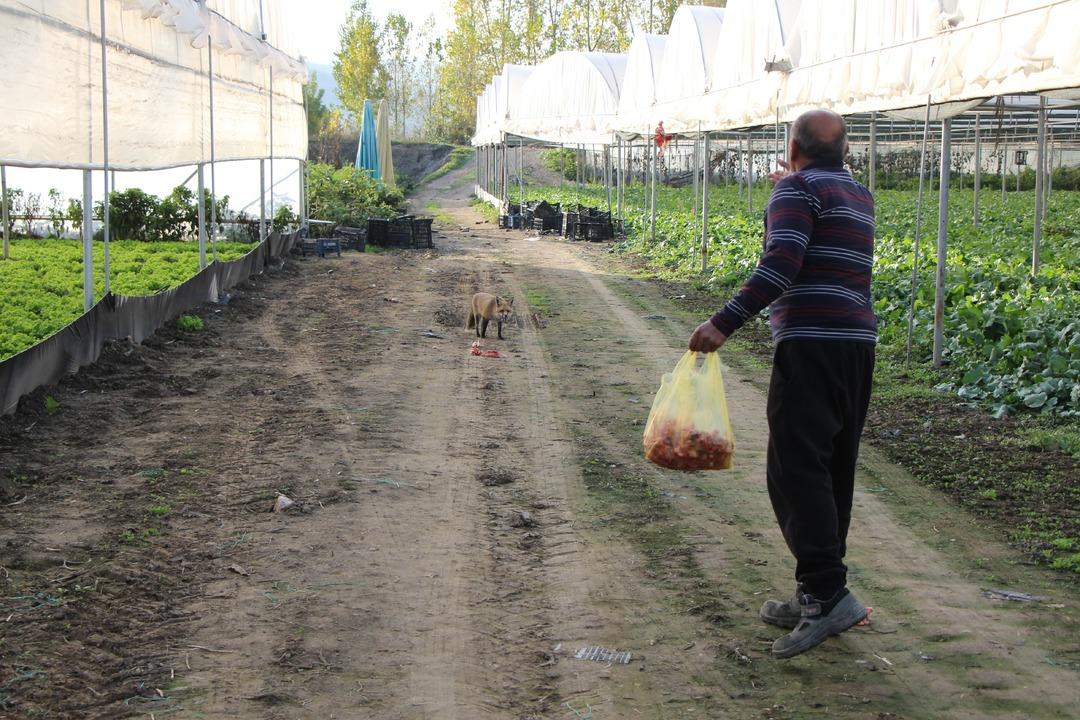 Küs kardeşlerin yarışı: Biri tilkilere özel mangal yaktı, diğeri pasta yaptırdı!  4