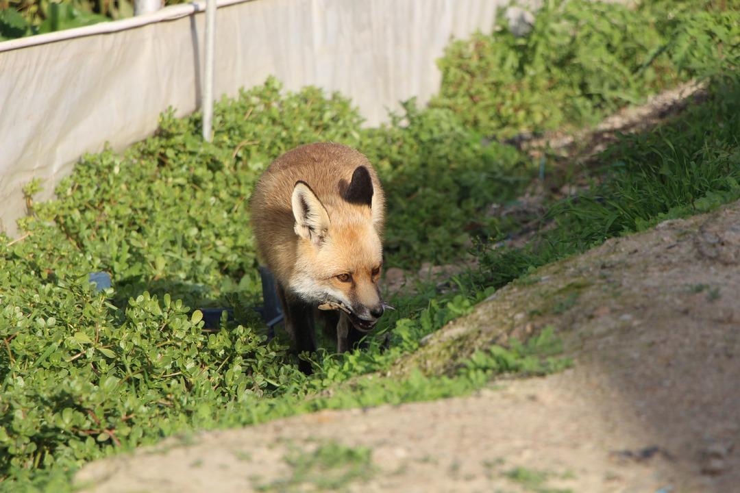 Küs kardeşlerin yarışı: Biri tilkilere özel mangal yaktı, diğeri pasta yaptırdı!  5