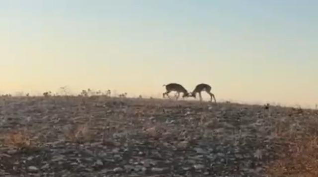 Dağ ceylanlarının kafa kafaya verdiği mücadele kamerada 1